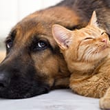 Cat and Dog