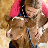 ANIMAL HEALTH